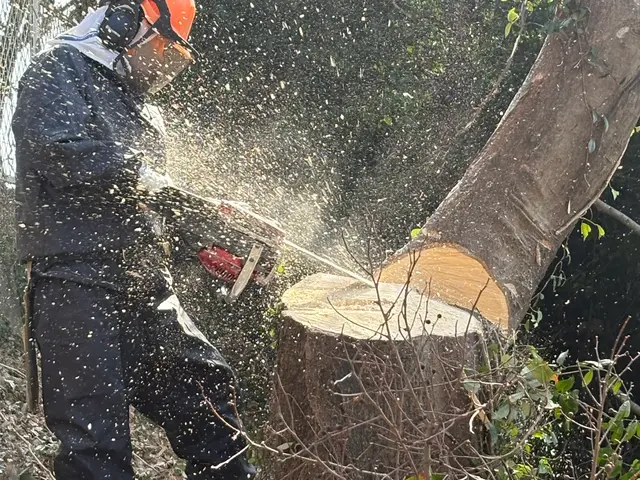 庭木の伐採・草刈り・回収サービスサービスの画像