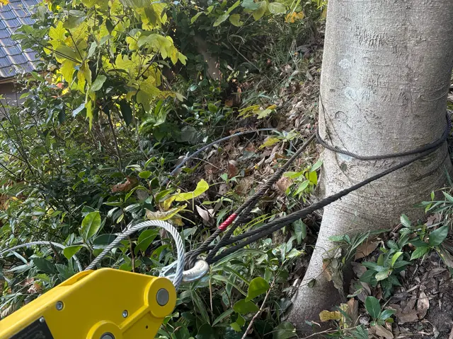 庭木の伐採・草刈り・回収サービスサービスの画像