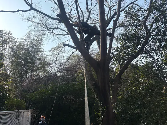 庭木の伐採・草刈り・回収サービスサービスの画像