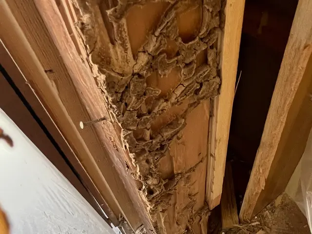 クレジット対応、お客様に画像で見て頂き駆除致します！サービスの画像