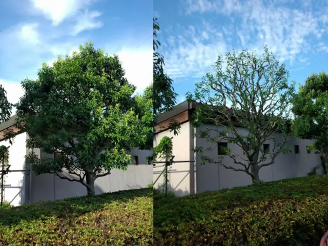 【活緑】緑を活かす植木屋さん☆自然風剪定でお庭を蘇らせます！☆一級造園技能士☆サービスの画像