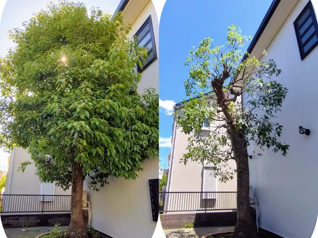 【活緑】緑を活かす植木屋さん☆自然風剪定でお庭を蘇らせます！☆一級造園技能士☆サービスの画像