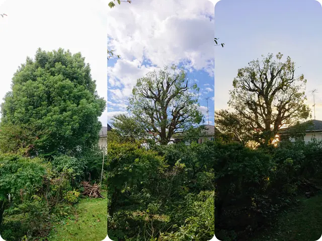 【活緑】緑を活かす植木屋さん☆自然風剪定でお庭を蘇らせます！☆一級造園技能士☆サービスの画像