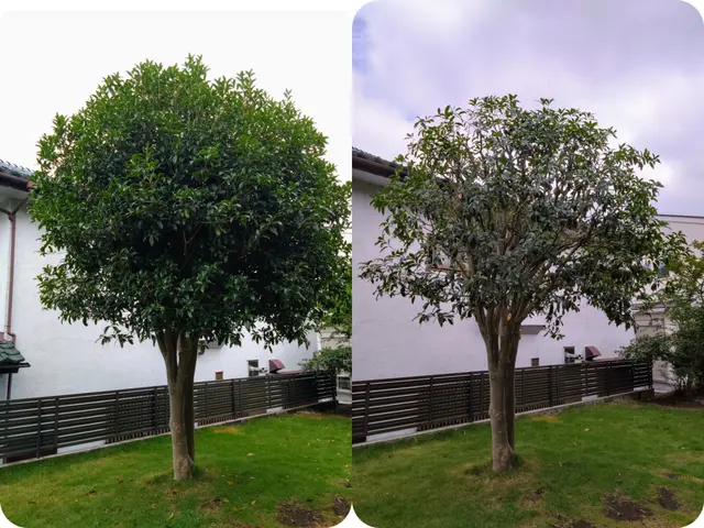 【活緑】緑を活かす植木屋さん☆自然風剪定でお庭を蘇らせます！☆一級造園技能士☆サービスの画像