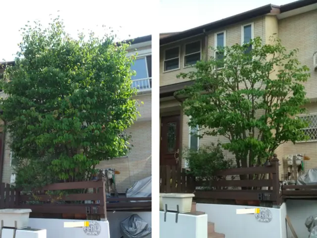 【活緑】緑を活かす植木屋さん☆自然風剪定でお庭を蘇らせます！☆一級造園技能士☆サービスの画像