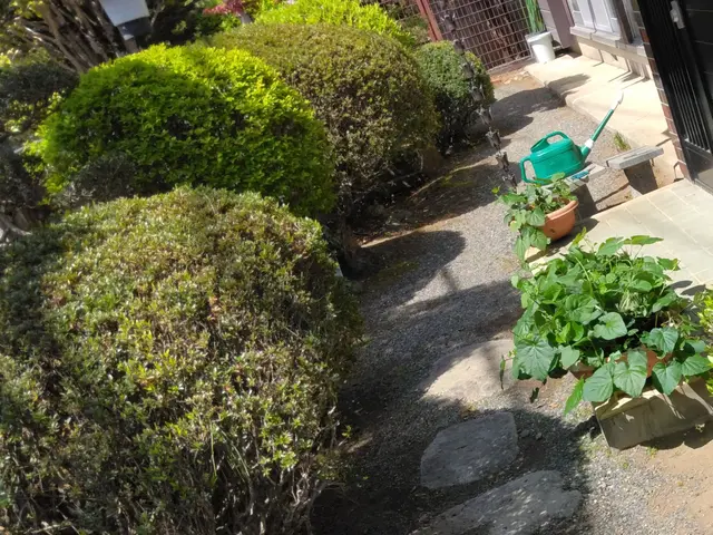 植物の根に酸素を届けます。芝生のエアレーションもお気軽にご相談ください。サービスの画像