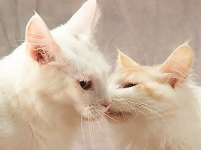 カップル、同性カップル　、ロケーション撮影、エキゾチックアニマル、スタジオ撮影。