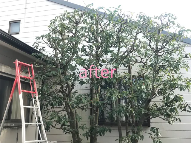 ◆新規出店◆ただ切るだけじゃない。庭木の未来を見据えた剪定で、庭を美しく健康に。サービスの画像