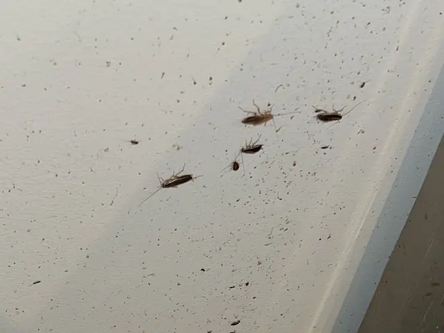 ゴキブリ駆除 / 飲食店・店舗対応（衛生管理・即日対応可）事務所などもOK！サービスの画像