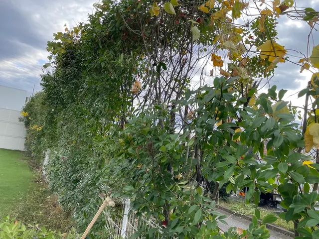 5年の実績と馬力が自慢！予算に合わせて丁寧に提案する安心の出張お手入れサービスサービスの画像