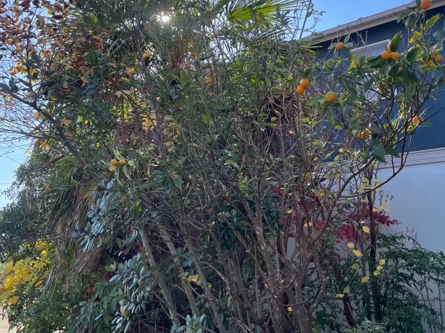 5年の実績と馬力が自慢！予算に合わせて丁寧に提案する安心の出張お手入れサービスサービスの画像