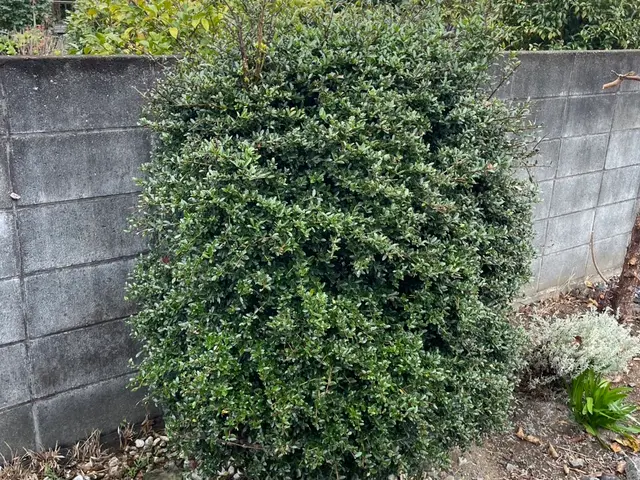 5年の実績と馬力が自慢！予算に合わせて丁寧に提案する安心の出張お手入れサービスサービスの画像