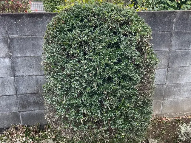 5年の実績と馬力が自慢！予算に合わせて丁寧に提案する安心の出張お手入れサービスサービスの画像