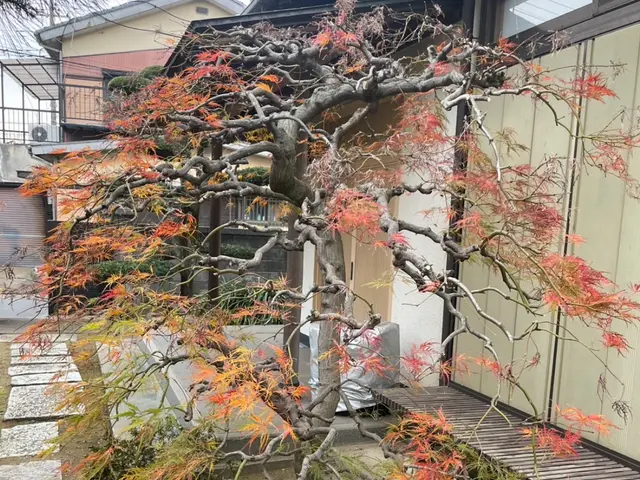 スッキリきれいに造る。CTYが造る剪定サービス！サービスの画像