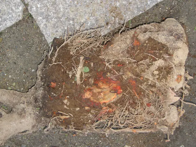 【職人歴23年の経験と実績】１級造園技能士の私がお伺いします！サービスの画像