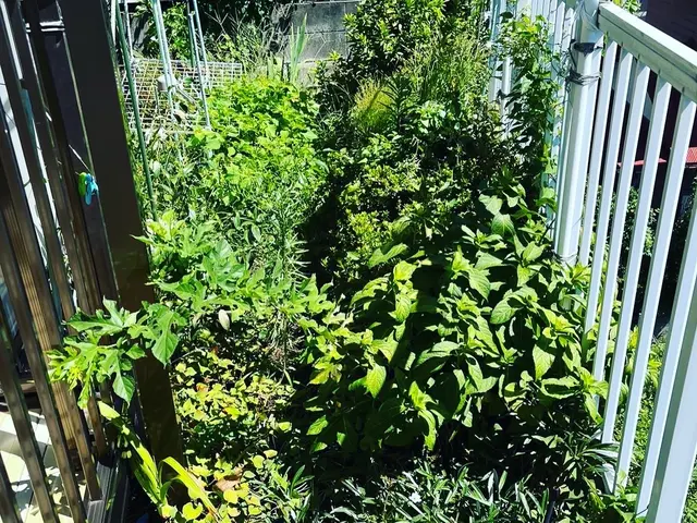 雑草が気になる方に、丁寧に作業いたします。サービスの画像