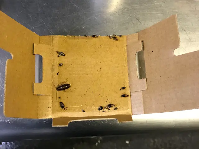 ★出張費無料★ミントの香☆引越し前が効果的★家の回りにも薬剤散布★パック料金有りサービスの画像