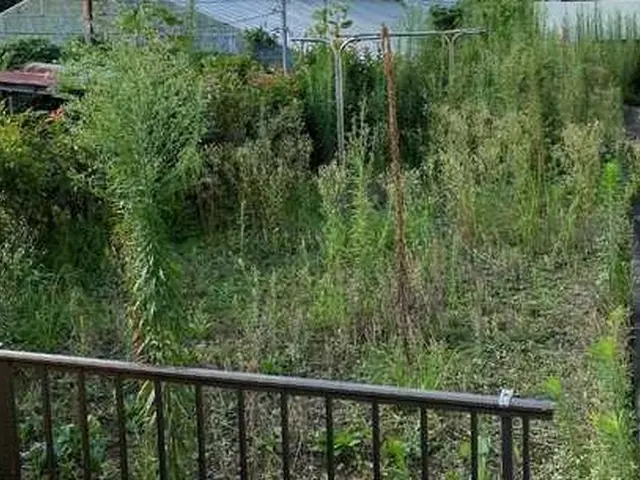 【低価格！地域密着！】ご家庭・企業様の空き地、お庭の草刈り！造園のプロにお任せ！サービスの画像