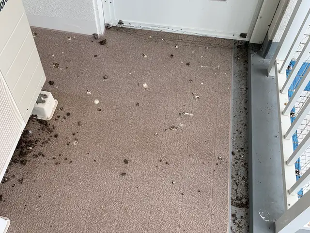 【5年保証】鳩の追い出しから、糞の完全除去と除菌、防除施工まで【20年の実績】サービスの画像