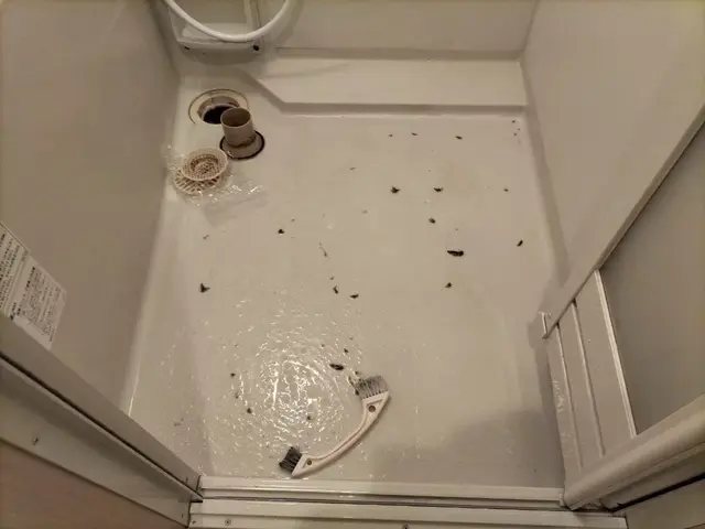 《年中無休》納得価格の徹底清掃！お子様、ペットに安心の抗菌コーティングも！サービスの画像