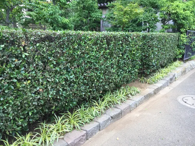 いつもありがとうございます！植え込みの剪定・刈り込みを承ります！サービスの画像