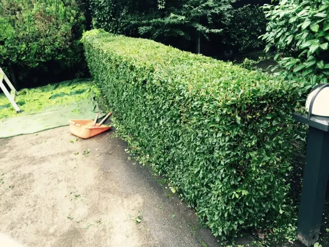 いつもありがとうございます！植え込みの剪定・刈り込みを承ります！サービスの画像