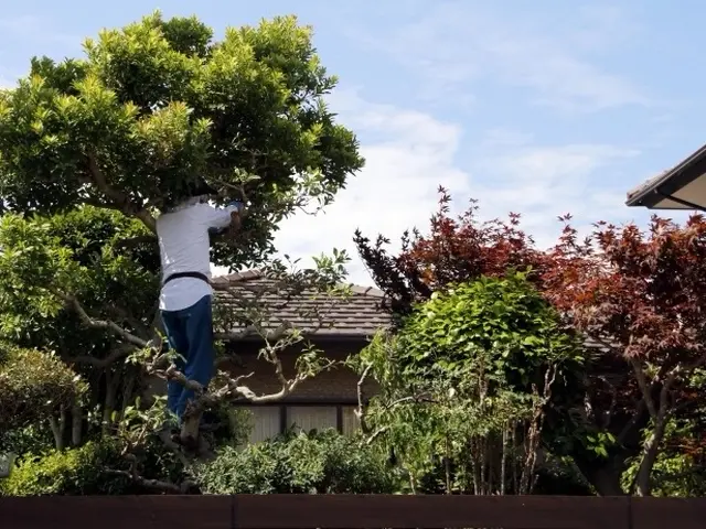 庭木カットサービスサービスの画像