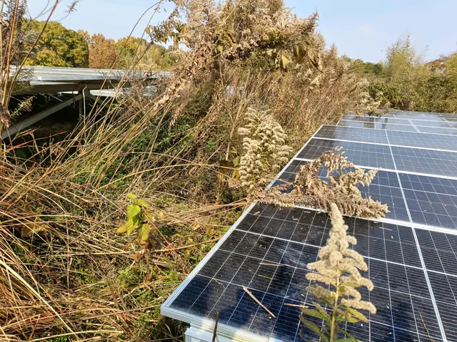 当店は草刈りだけでは有りません!除草剤噴霧もセットで根っ子まで枯らします！サービスの画像