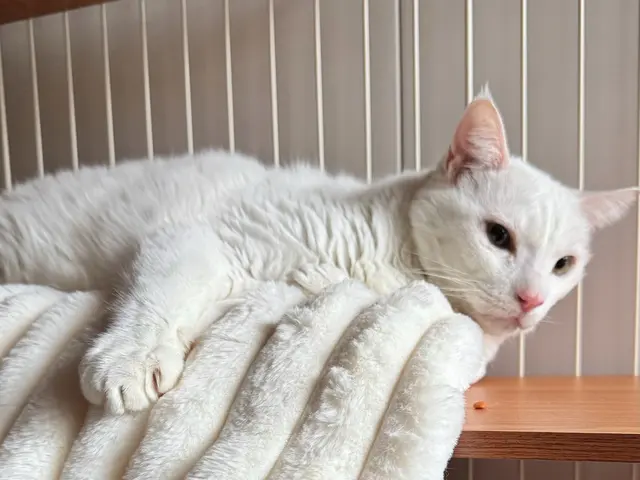 愛玩動物看護師 14年の経験と400件以上の実績！猫ちゃんの健康を第一に考えるサービスの画像