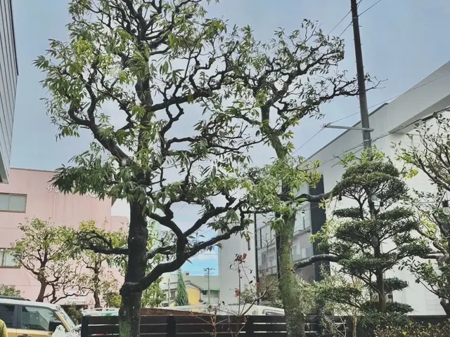 【30年以上の実績】営業時間外や対応地域外◉プロの技で美しい庭づくりをサポート！サービスの画像