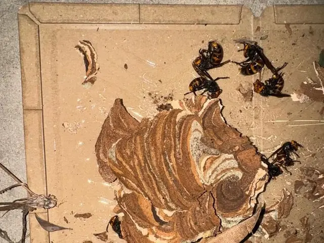 【蜂駆除】年内保証あり！格安で即日対応可能！害虫レスキューskyまで！SALEサービスの画像