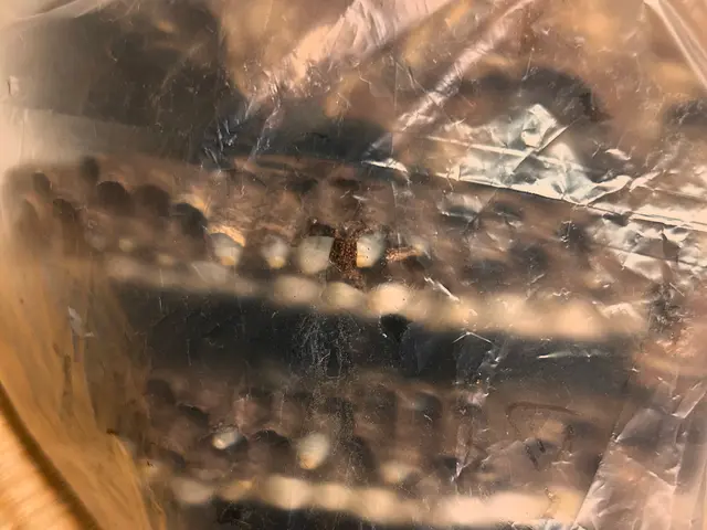 【蜂駆除】年内保証あり！格安で即日対応可能！害虫レスキューskyまで！SALEサービスの画像