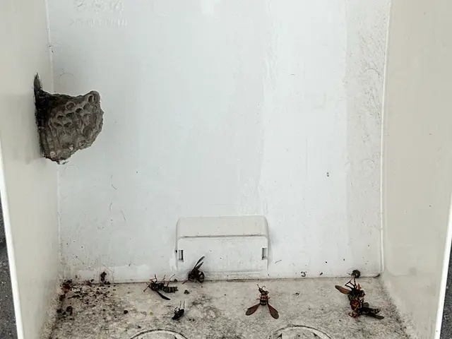 【蜂駆除】年内保証あり！格安で即日対応可能！害虫レスキューskyまで！SALEサービスの画像