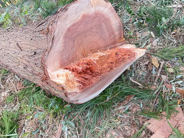 損害補償加入済▼安心と信頼の実績500件以上▼20m以上の高木も対応しておりますサービスの画像