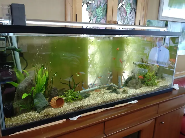 【海水・大型・特殊水槽も対応可能】新規出店記念！料金10％OFF（3/24まで）サービスの画像