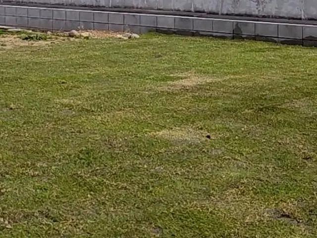 人工芝　天然芝施工　整地　電圧サービスの画像