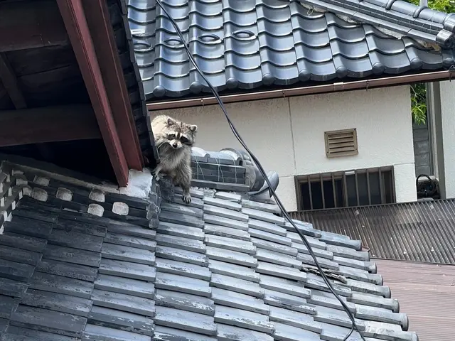 駆除12年目！駆除と誠実さに絶対の自信あり！ご自宅に他人をあげる不安なくします！サービスの画像