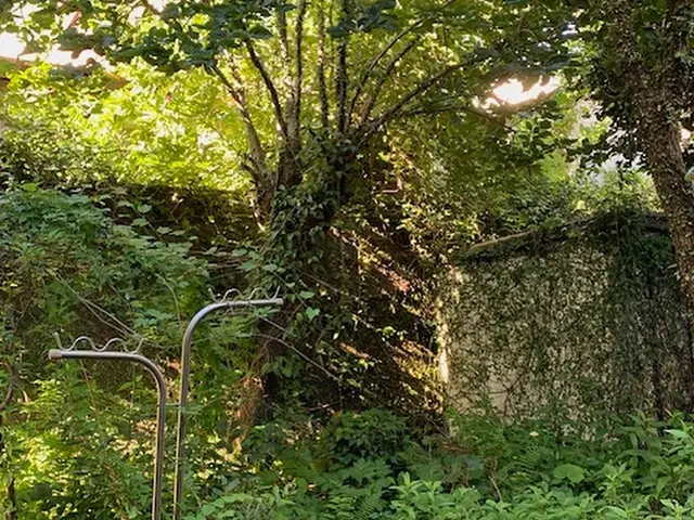 お庭の草木の伐採お任せください！サービスの画像