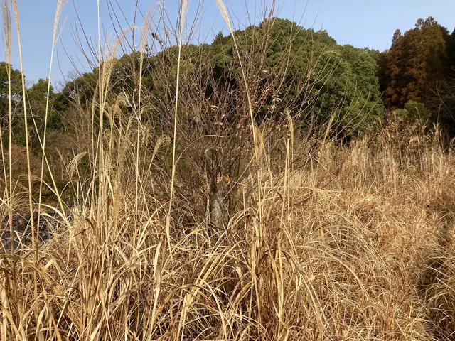 作業外注なし！空き家・自宅・太陽光発電所までの草刈り・状態報告（写真撮影）サービスの画像