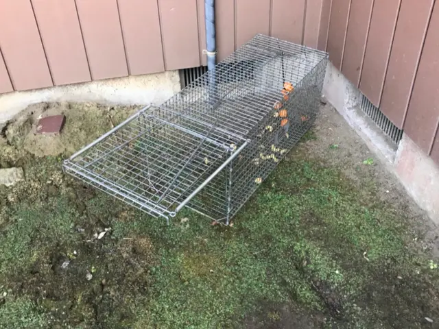 ハクビシン・アライグマ駆除お任せ下さい！【業界10年以上！完全自社対応◎】サービスの画像