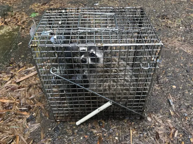 ハクビシン・アライグマ駆除お任せ下さい！【業界10年以上！完全自社対応◎】サービスの画像