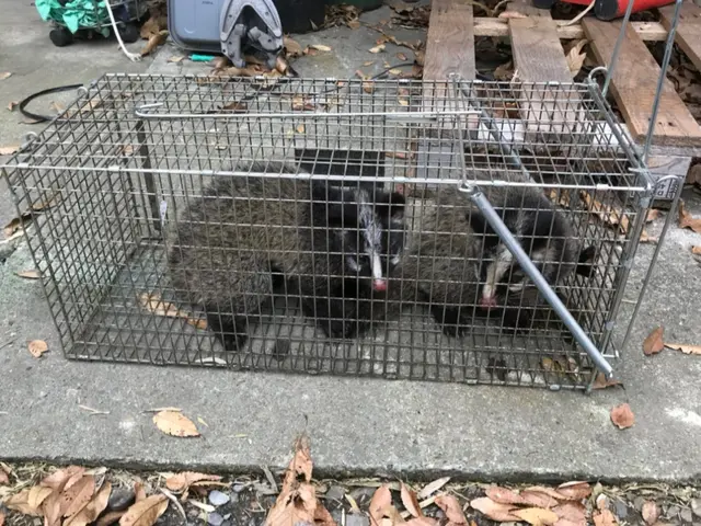 ハクビシン・アライグマ駆除お任せ下さい！【業界10年以上！完全自社対応◎】サービスの画像