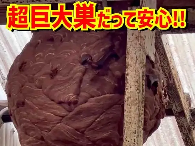 蜂駆除専門はちハンターオフィスサトウサービスの画像