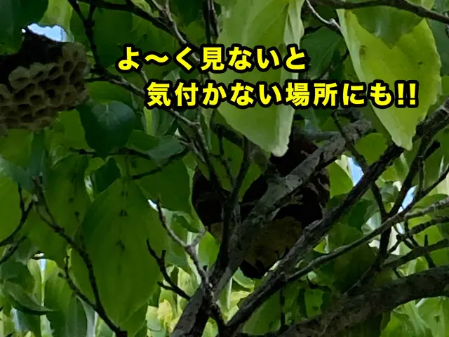 蜂駆除専門はちハンターオフィスサトウサービスの画像