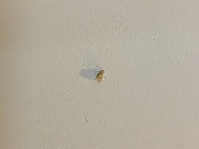 コバエの大量発生でお店や施設のイメージダウンに繋がってしまうこともありますよ！サービスの画像