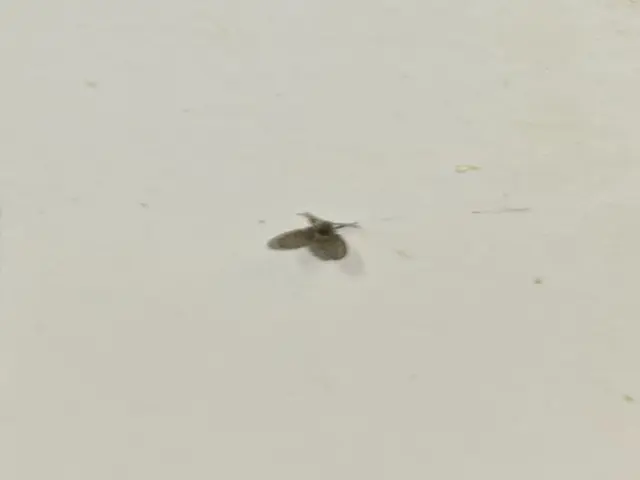 コバエの大量発生でお店や施設のイメージダウンに繋がってしまうこともありますよ！サービスの画像