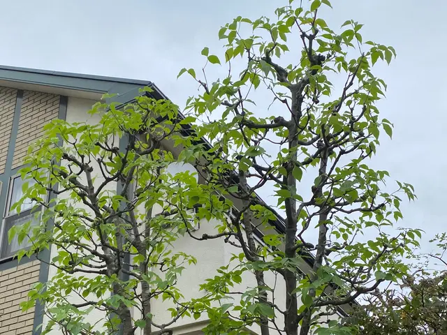 お庭の事なら何でも「サーフガーデン」にご相談下さい。私が責任を持って伺います。サービスの画像