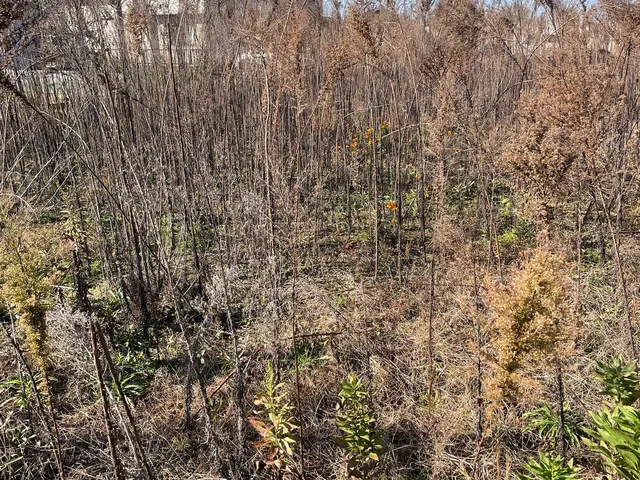 ★お庭☆アパート☆空き地★空き家の草刈りお任せくださいサービスの画像