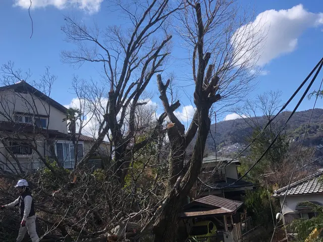 【豊富な経験と知識で安心！】安全第一の作業20m以上の木伐採させて頂いてます。サービスの画像