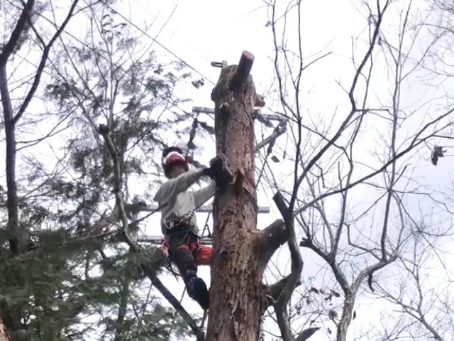 【豊富な経験と知識で安心！】安全第一の作業20m以上の木伐採させて頂いてます。サービスの画像